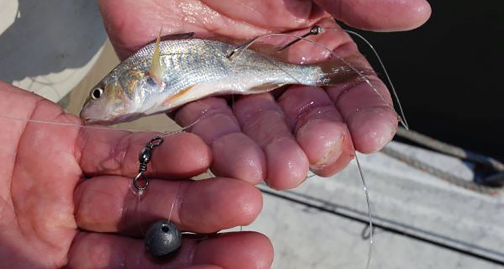 Live Bait Tactics Using Croaker To Target Speckled Trout In Gulf Coast Bay Systems